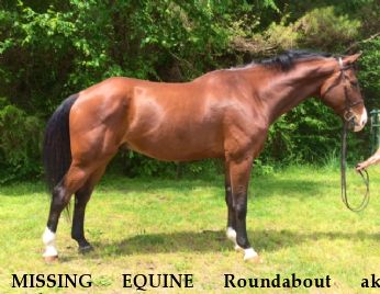 MISSING EQUINE Roundabout aka Webster,  Near Chalfont, PA, 18914